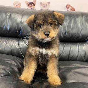 Mini Goldendoodle-Shiba Inu