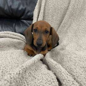 Dachshund