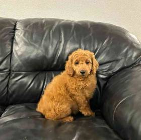 Mini Goldendoodle