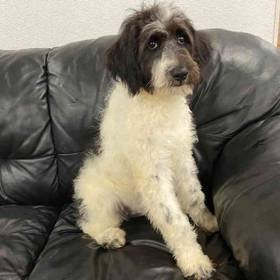 Aussiedoodle Mix