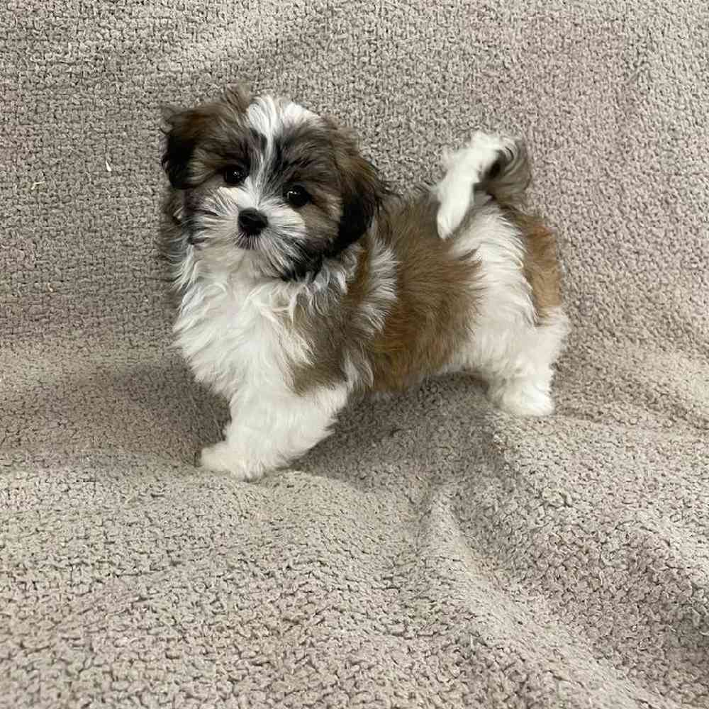 Image of a pet breed in the gallery