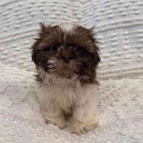 Shih Tzu