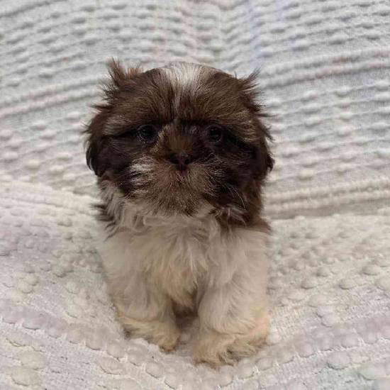 Shih Tzu