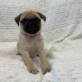 Pug