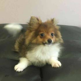 Pomeranian