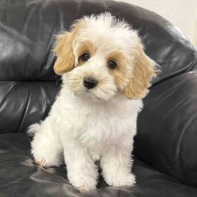 Maltipoo