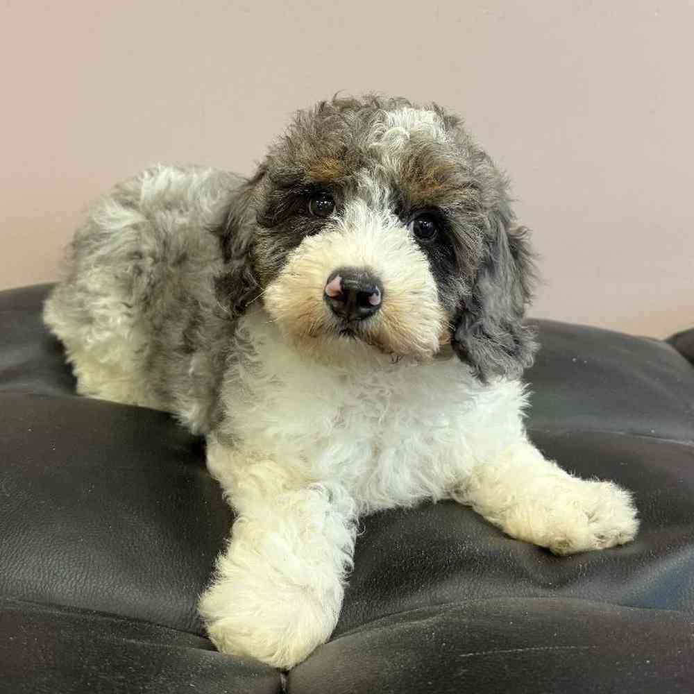 carousel pet images