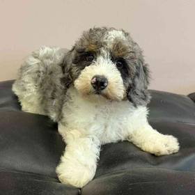 Mini Bernedoodle