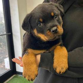 Rottweiler