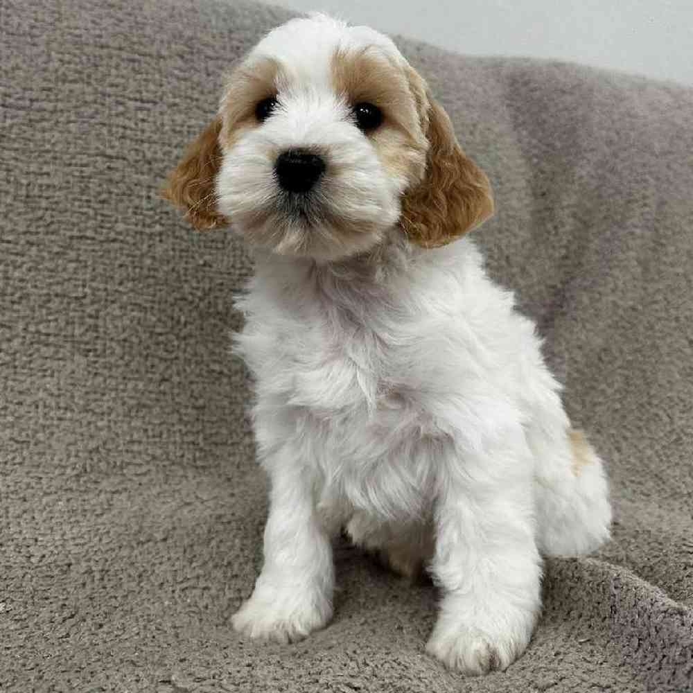 Image of a pet breed in the gallery