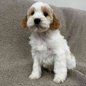 Cocker- Poo