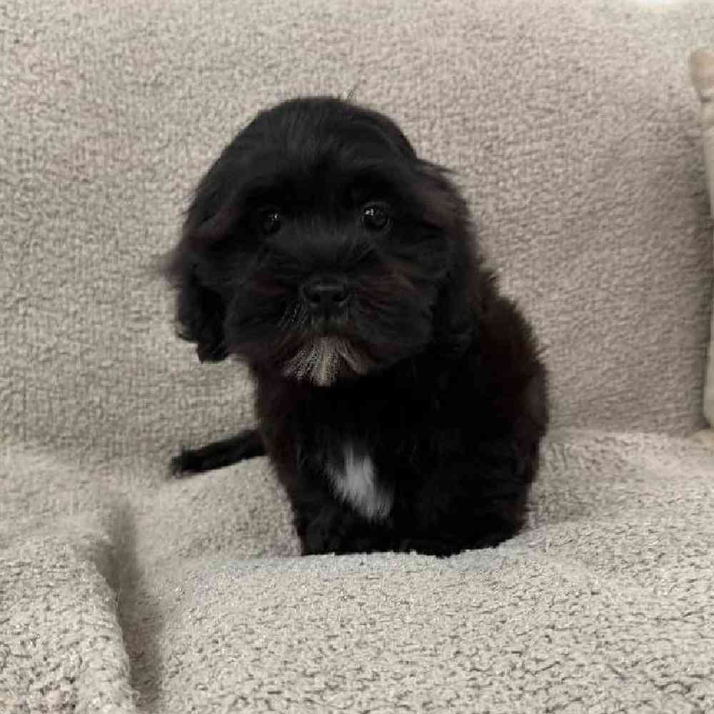 Image of a pet breed in the gallery