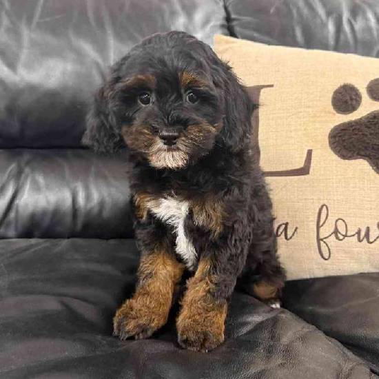 Cavapoo