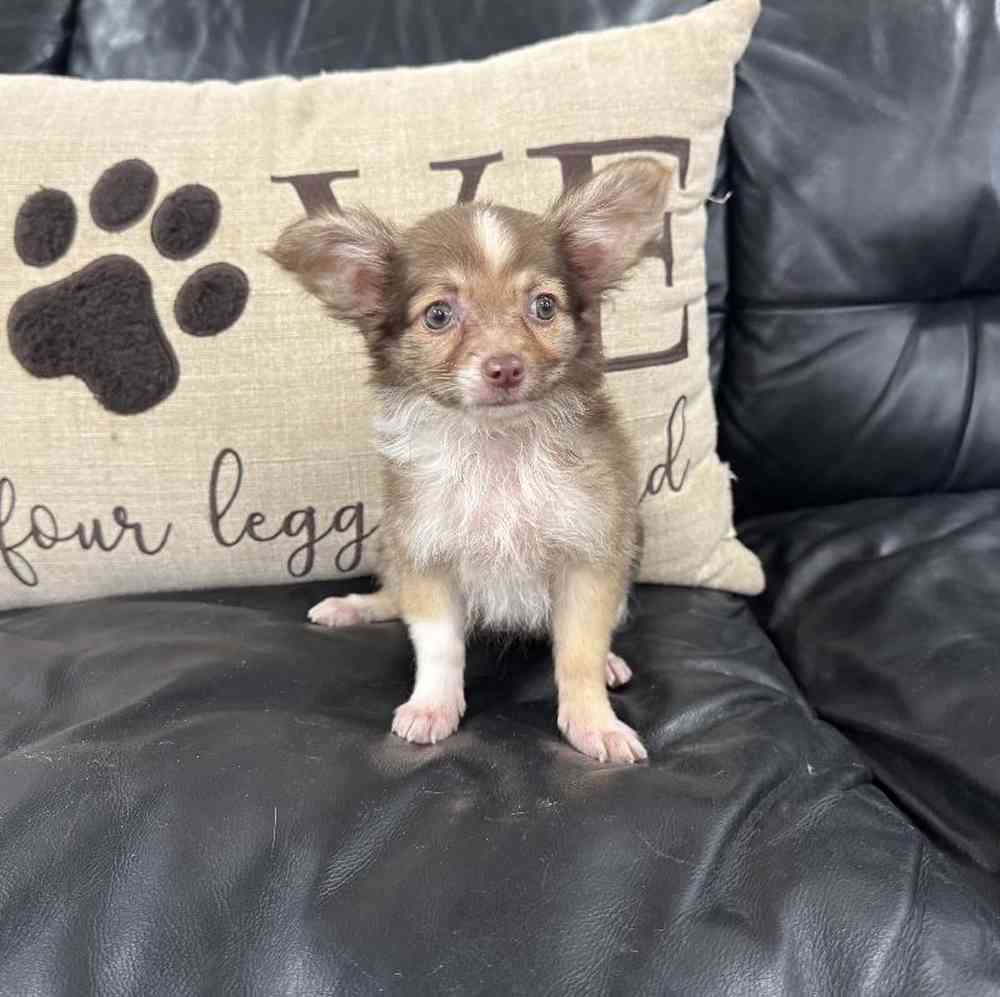 carousel pet images