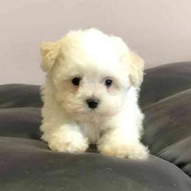 Maltese