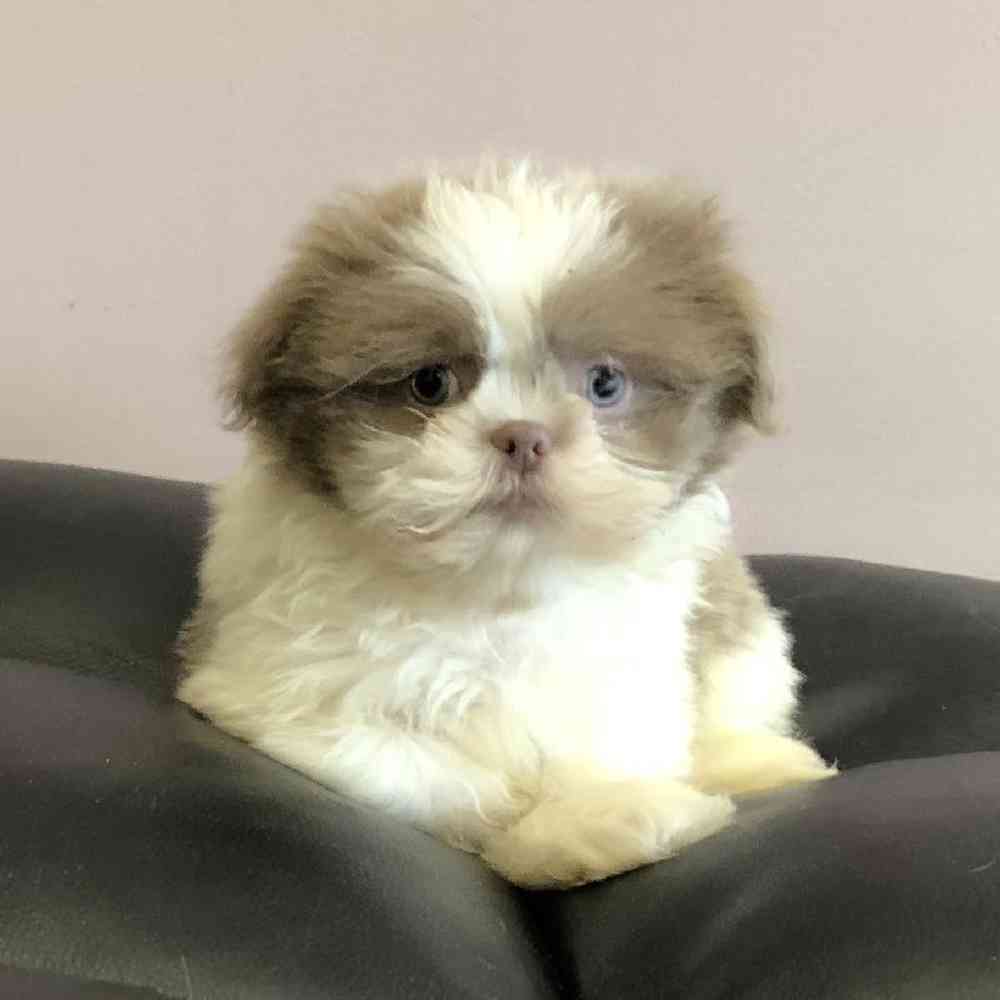 Image of a pet breed in the gallery