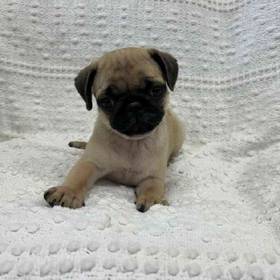 Pug