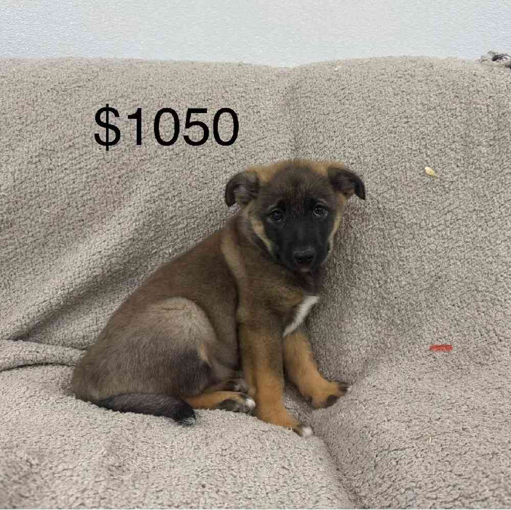 Image of a pet breed in the gallery