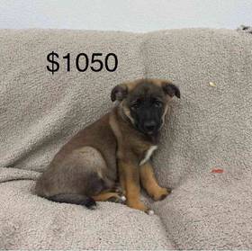 Elkhound Mix
