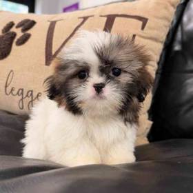 Shih Tzu