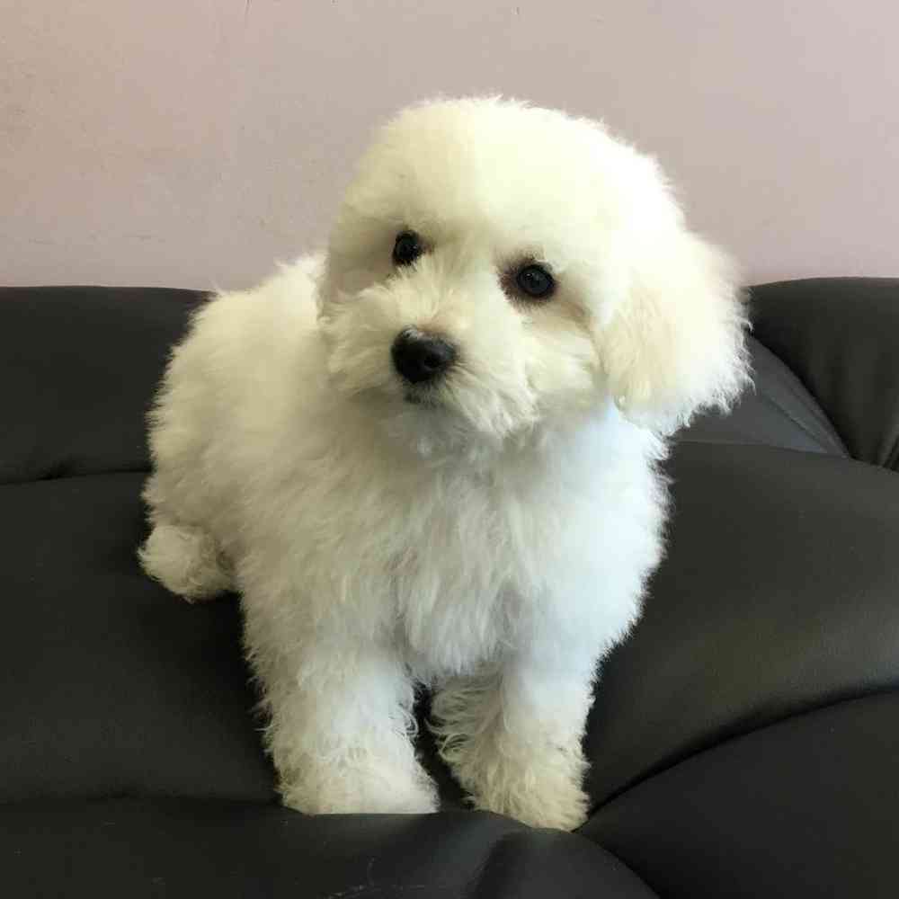 carousel pet images