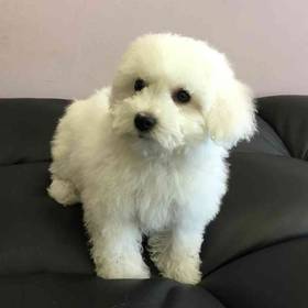 Bichon