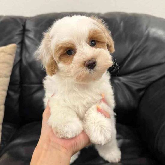 Maltipoo