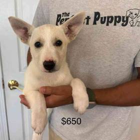 German Shepherd Mix