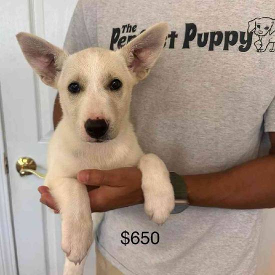 German Shepherd Mix