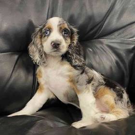 Cocker Spaniel