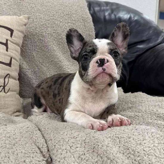 Frenchton