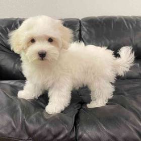 Maltese