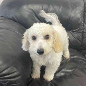 Bichon-Poo