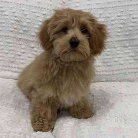 Maltipoo