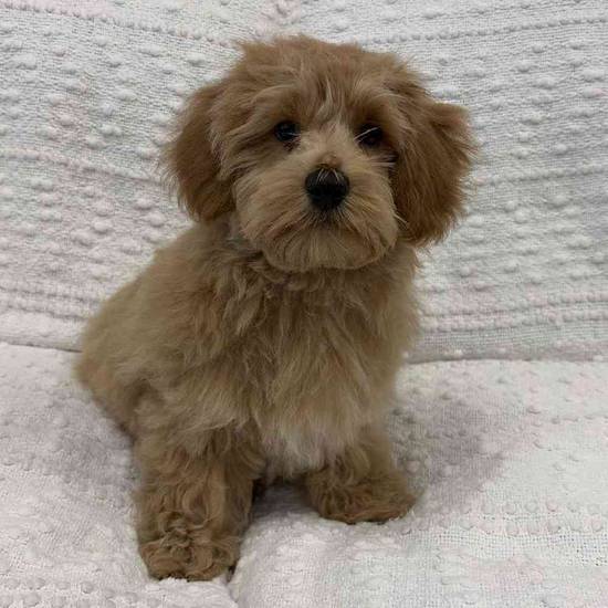 Maltipoo
