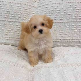 Maltipoo