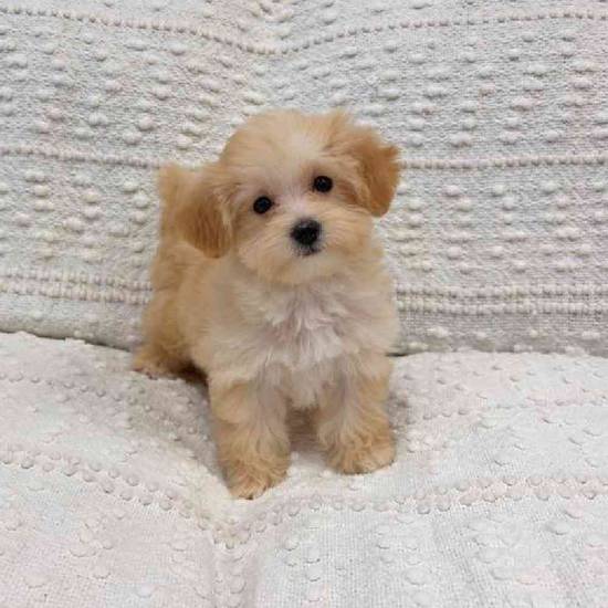 Maltipoo