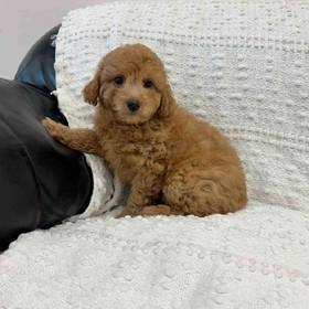 Cavapoo