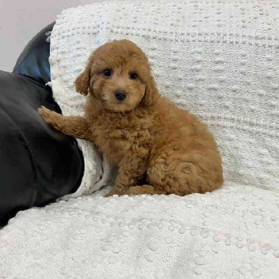 Cavapoo