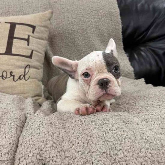 Frenchton