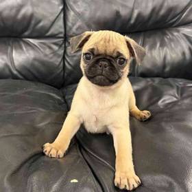 Pug