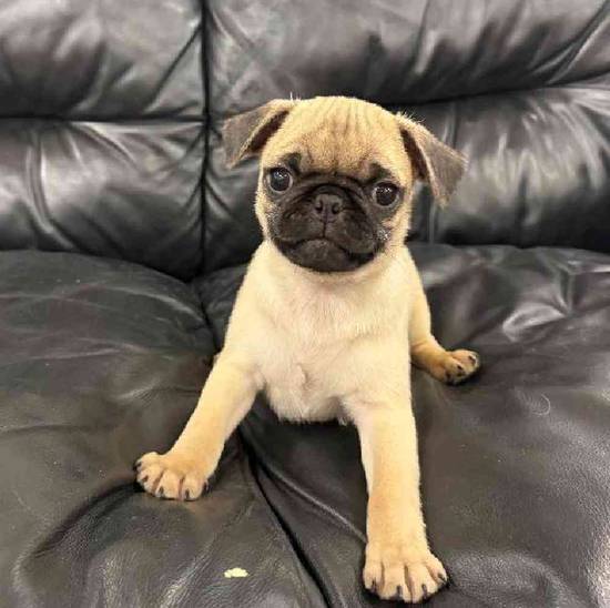 Pug