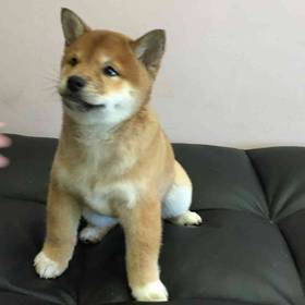 Shiba Inu