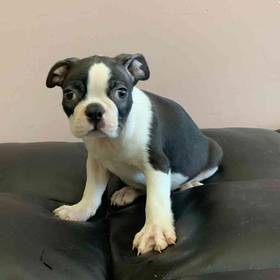 Boston Terrier