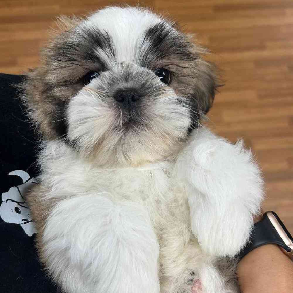 Shih Tzu Puppy for sale - The Perfect Puppy West Warwick