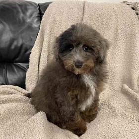 Mini Poodle