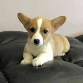 Pembroke Welsh Corgi