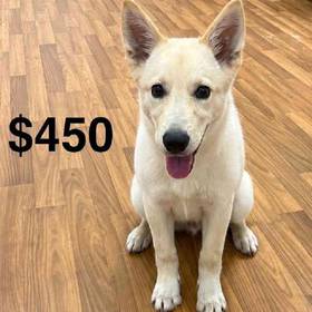 German Shepherd Mix