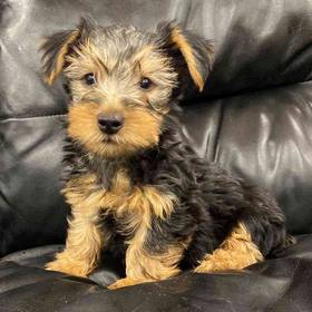 Silky Terrier