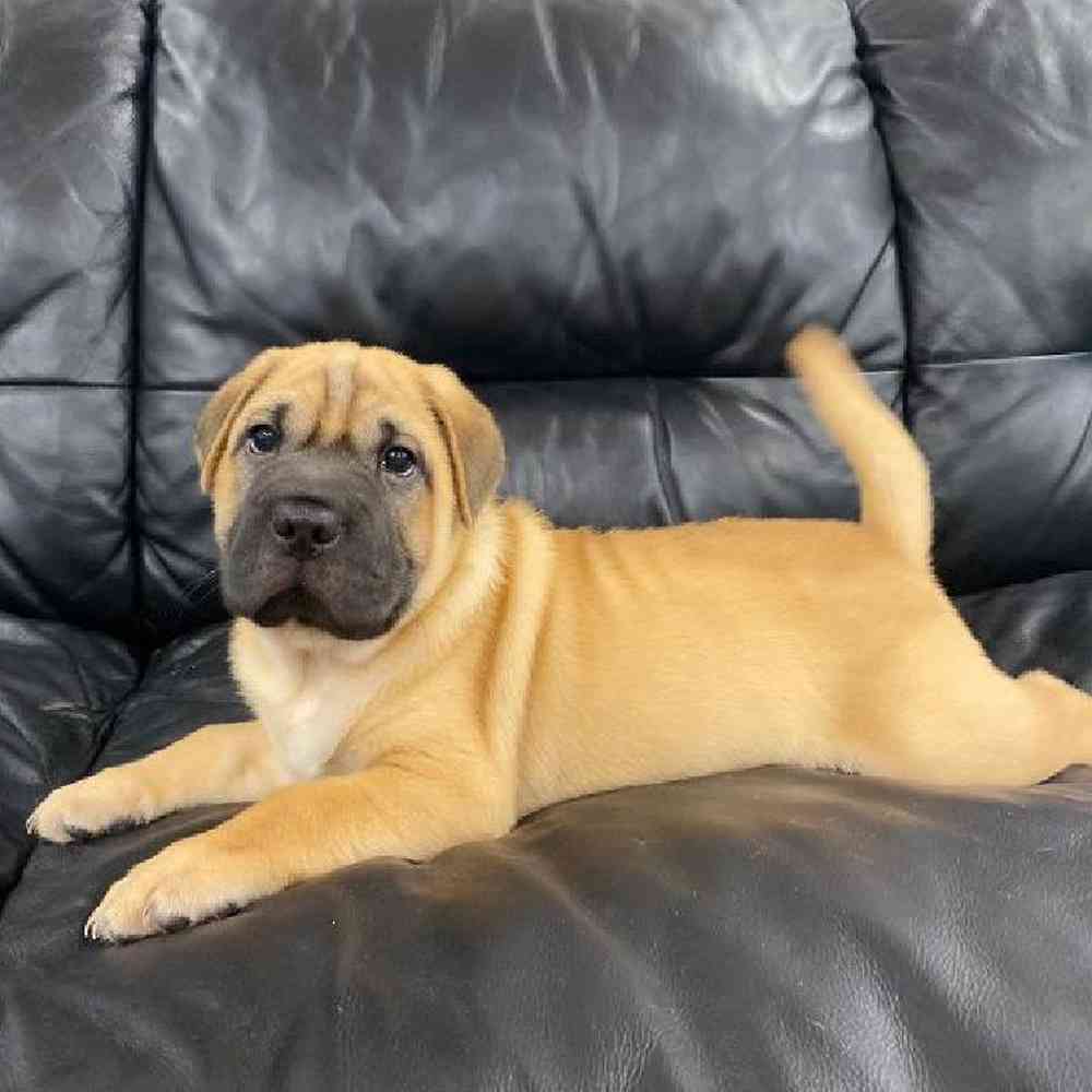 Puggle pei hot sale